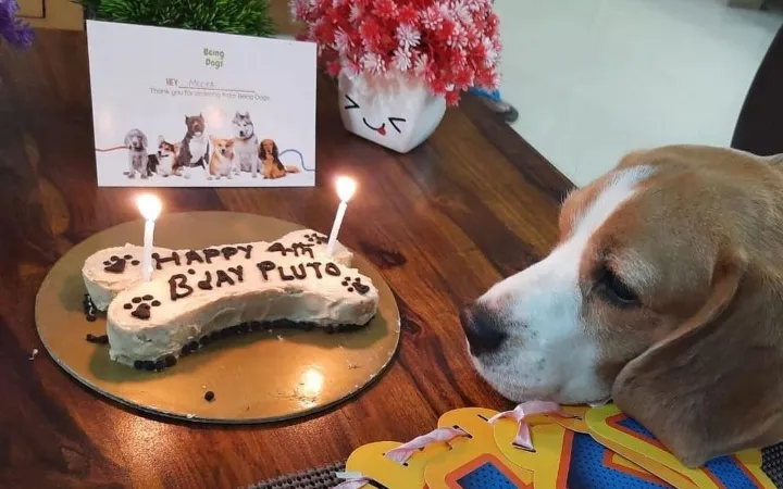 Dog Birthday Present